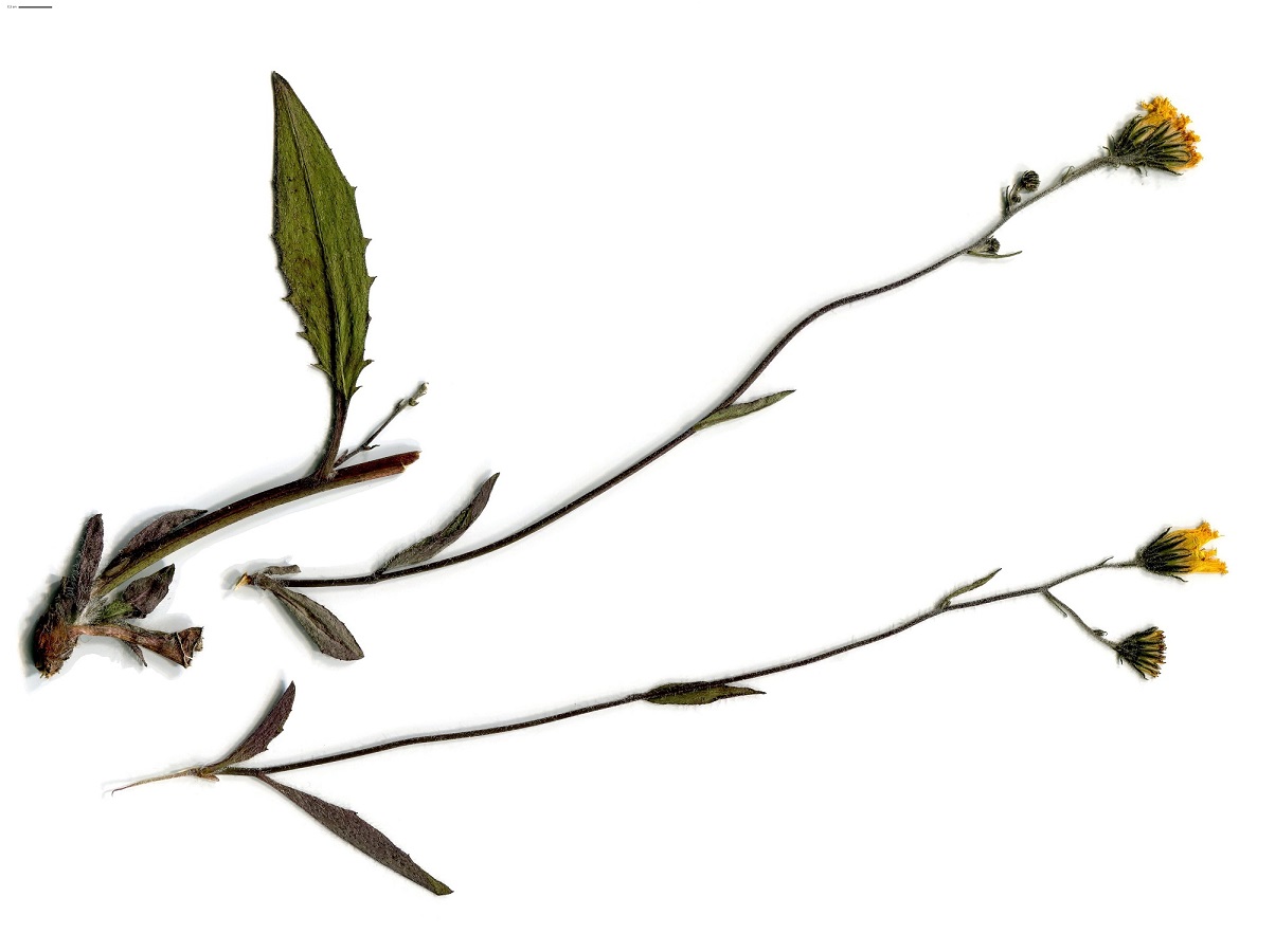 Hieracium vaginatum (Asteraceae)